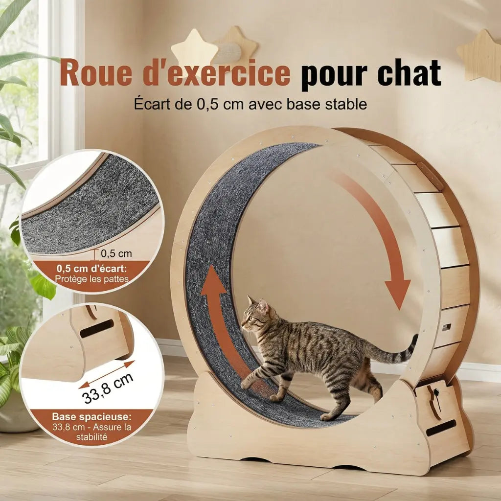 chat courant dans une roue d’exercice pour appartement