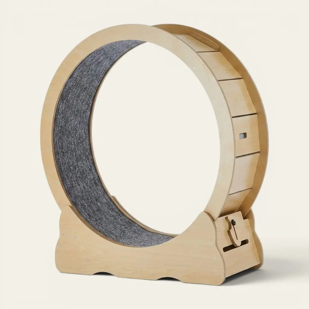 Jouets pour chat d'appartement comprenant une roue d’exercice grand format adaptée aux chats actifs vivant en intérieur.