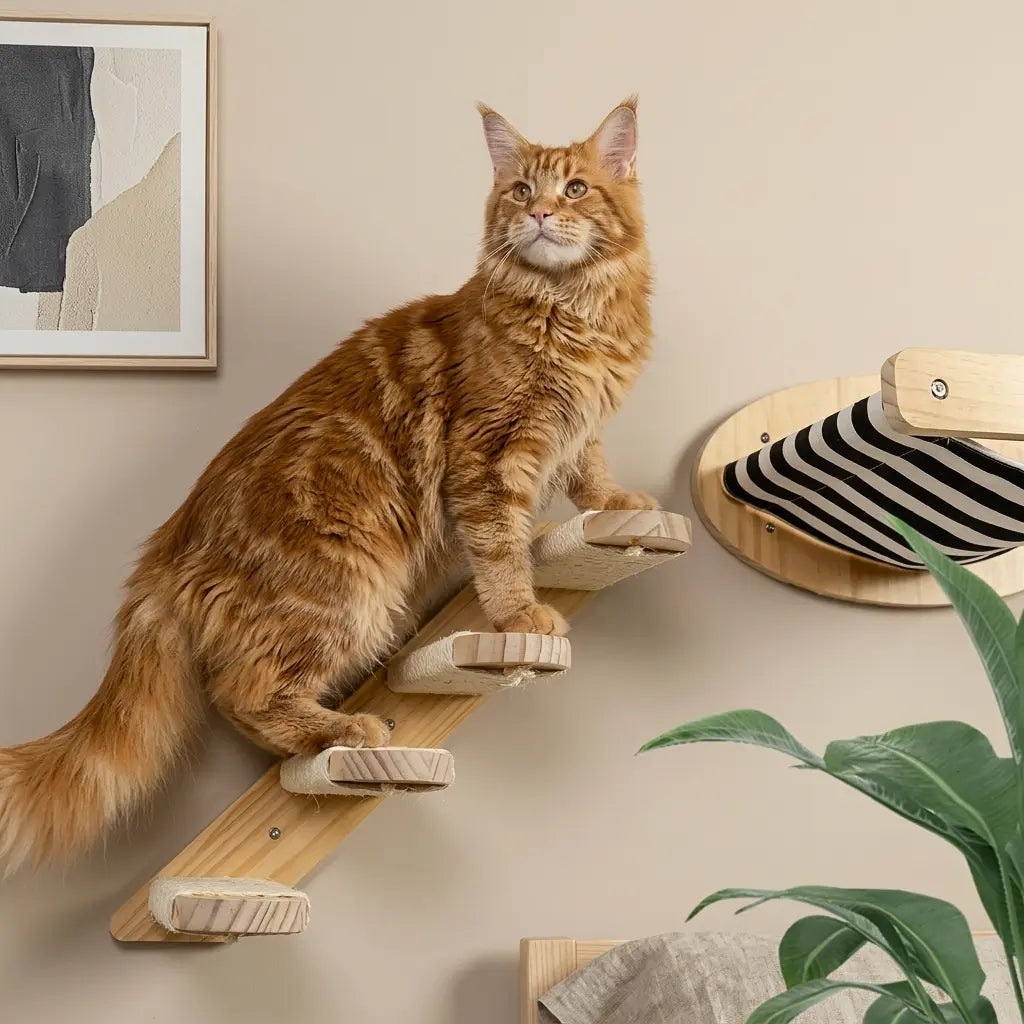 arbre à chat mural angle avec escalier mural en bois pour accès en hauteur