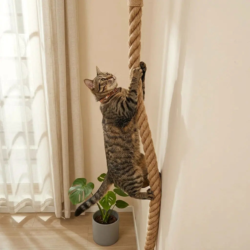 chat utilisant une corde à chat en sisal pour grimper et faire ses griffes